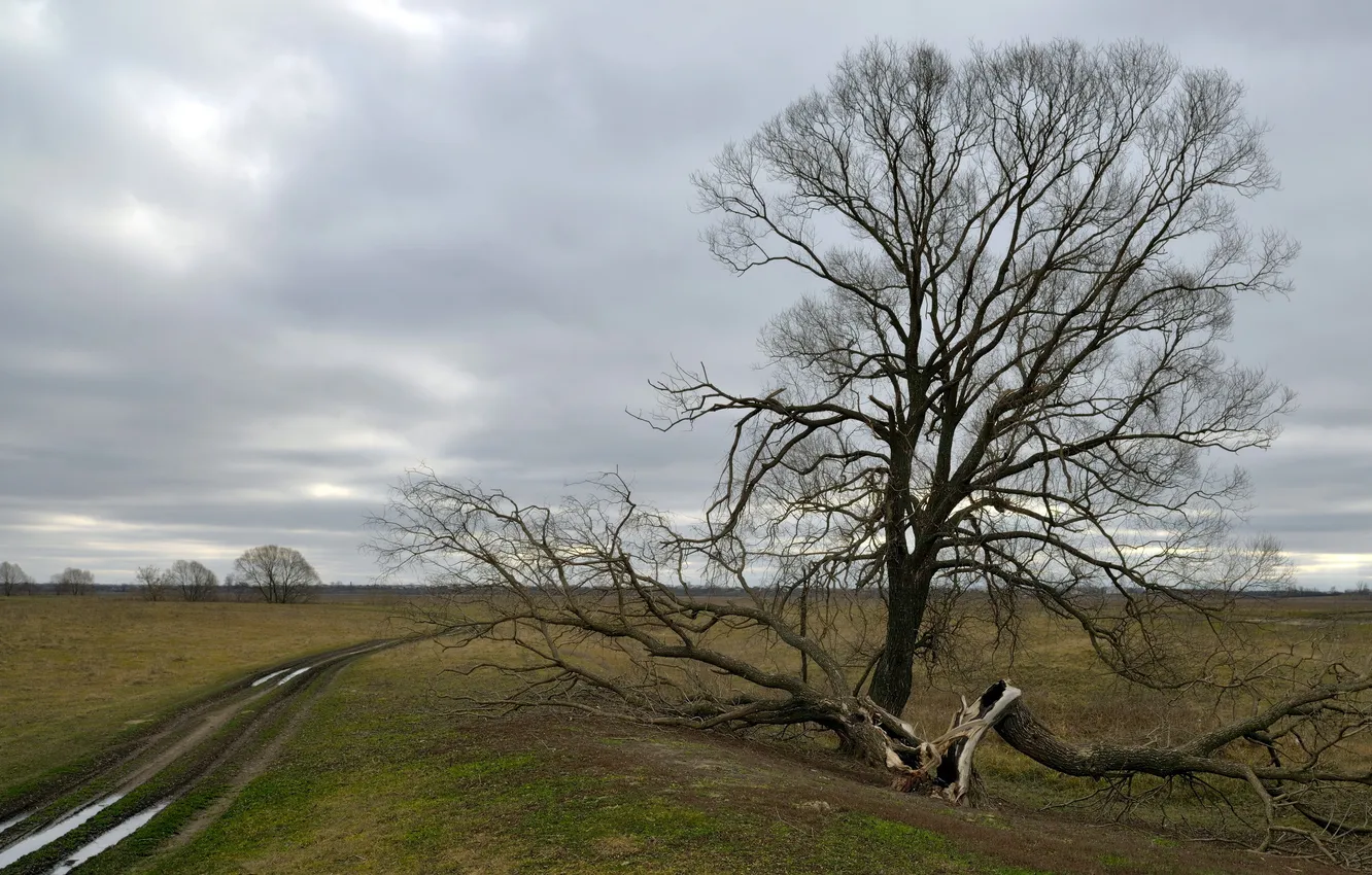 Photo wallpaper road, field, trees, landscape