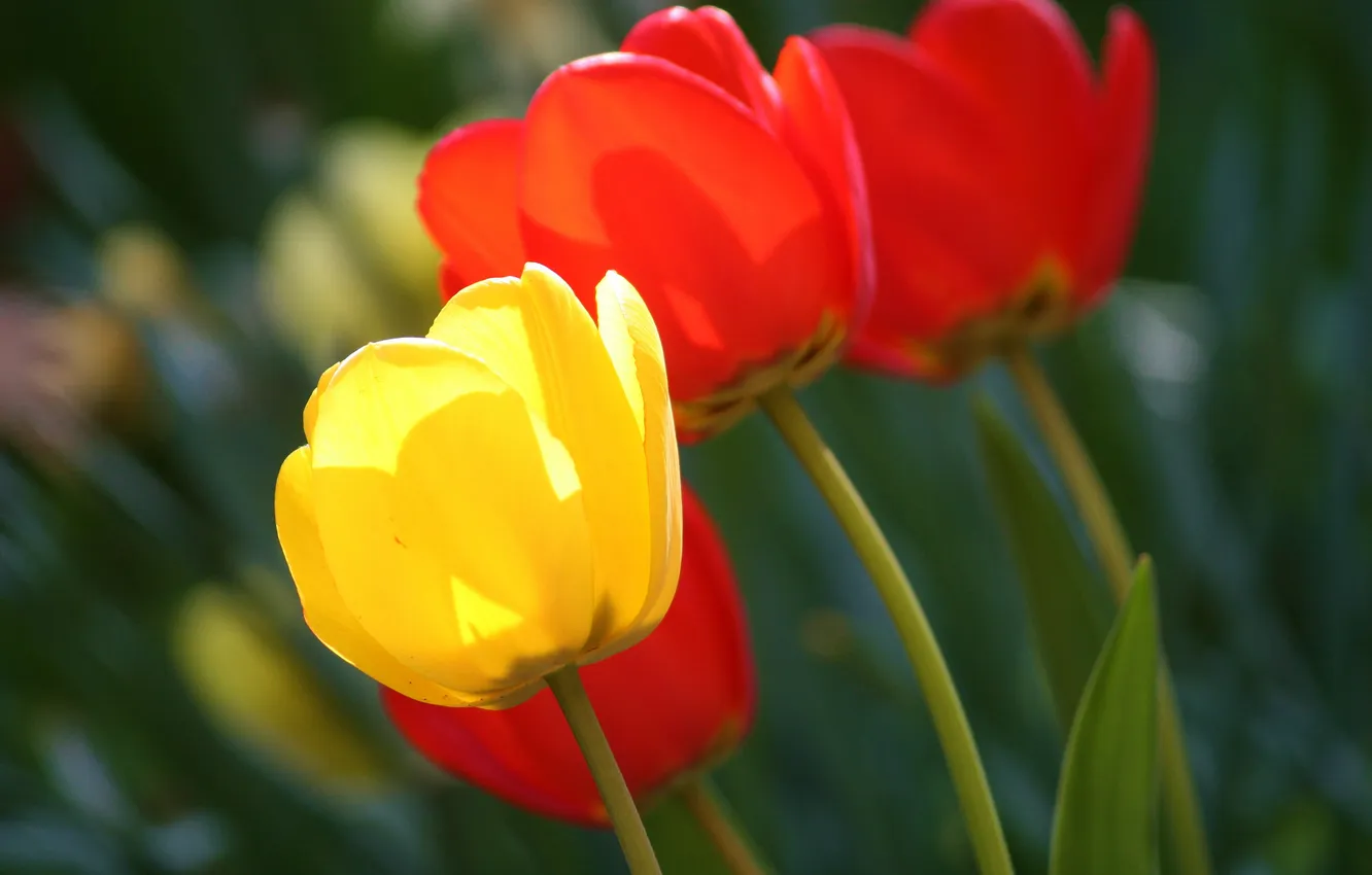 Photo wallpaper yellow, blur, tulips, red