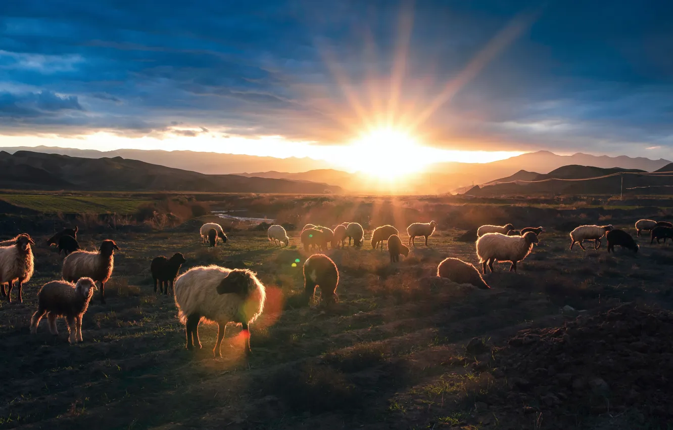 Photo wallpaper field, the sky, the sun, clouds, rays, light, mountains, glare