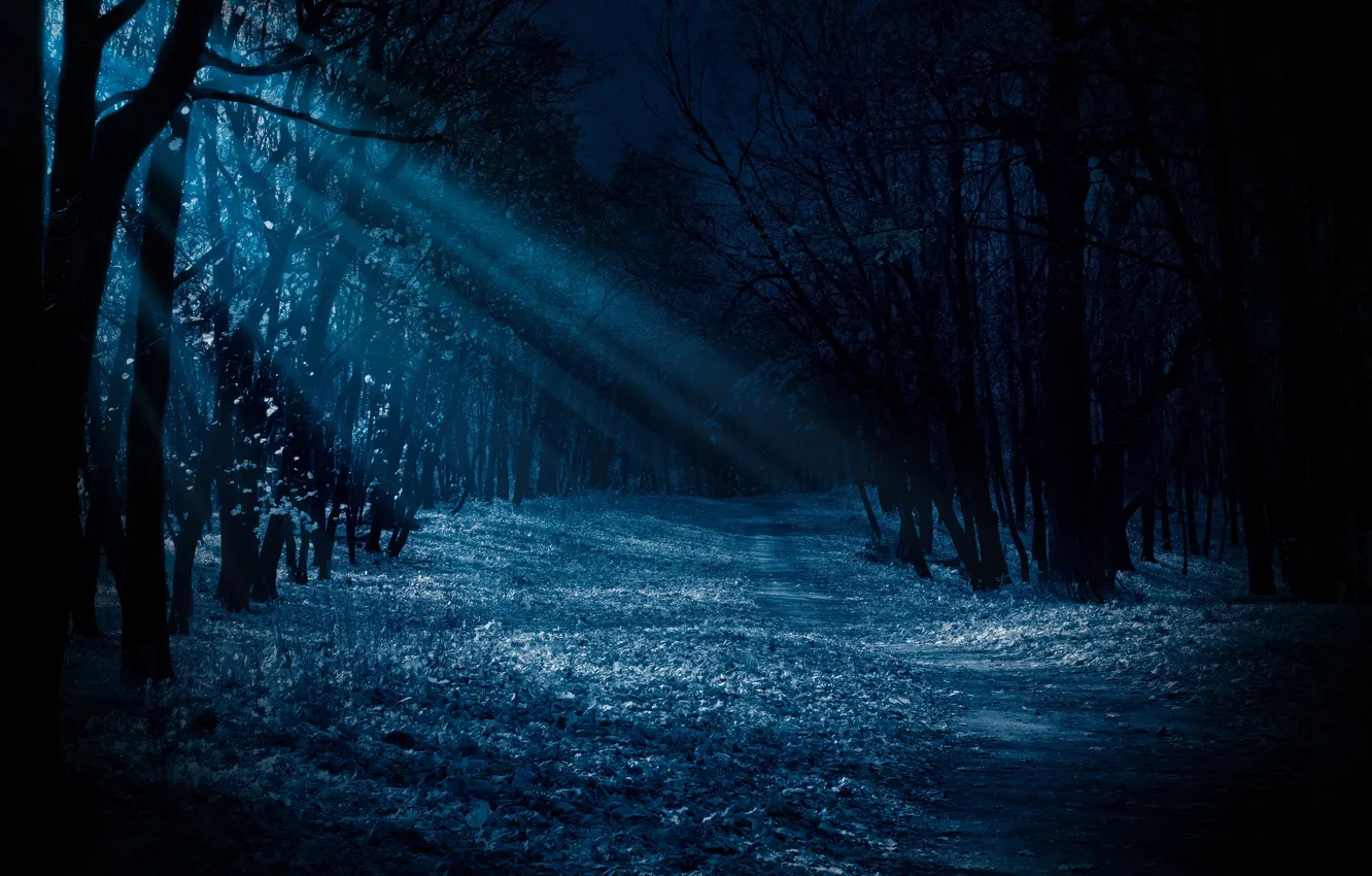 Photo wallpaper dark, forest, blue, night, moonlight, Shining