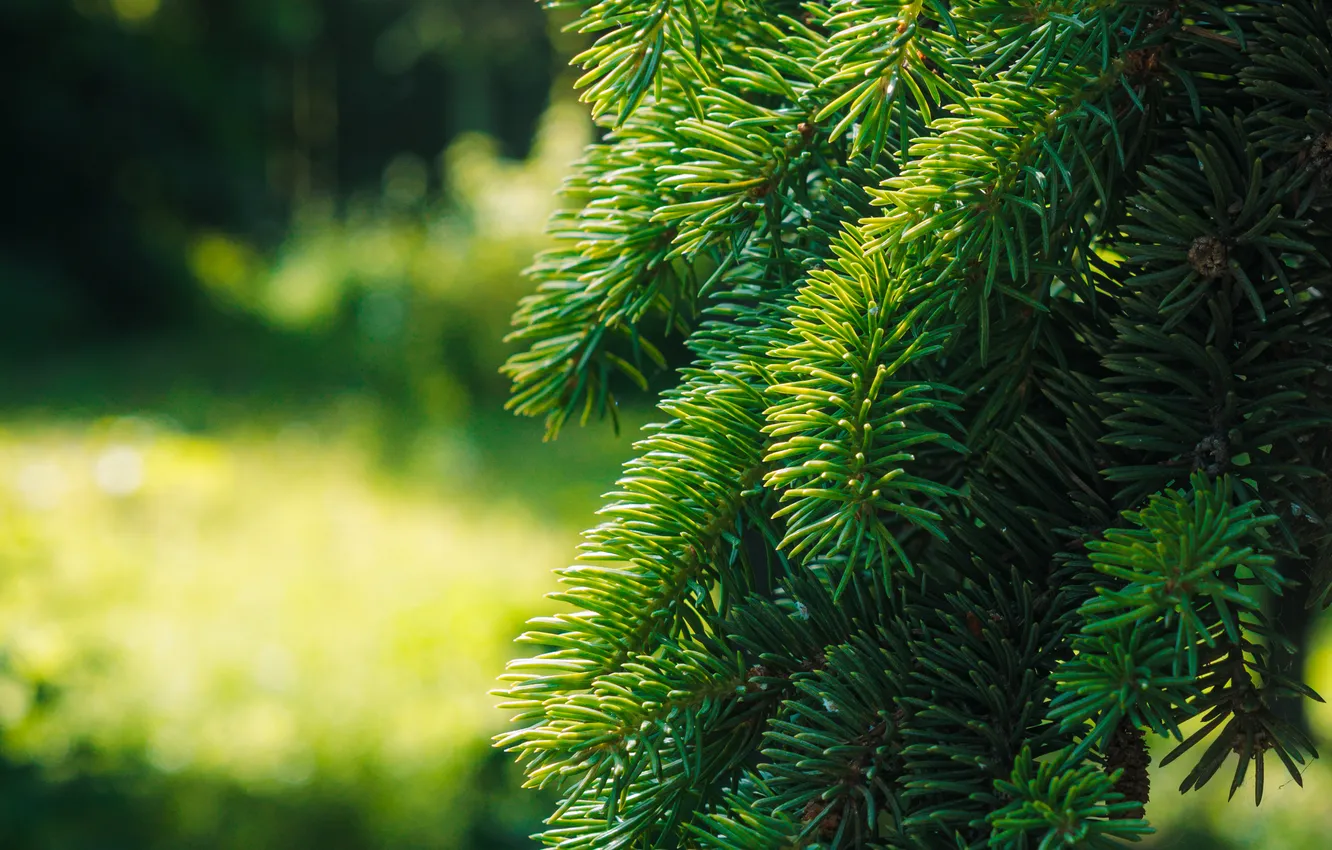 Photo wallpaper summer, the sun, light, green, spruce