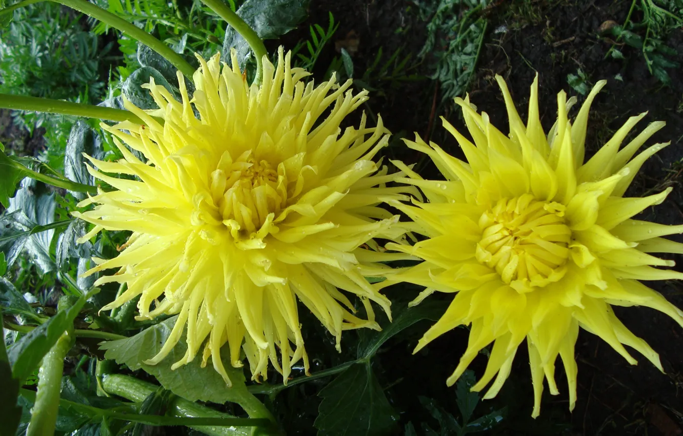 Photo wallpaper mood, flowers, even a little sun