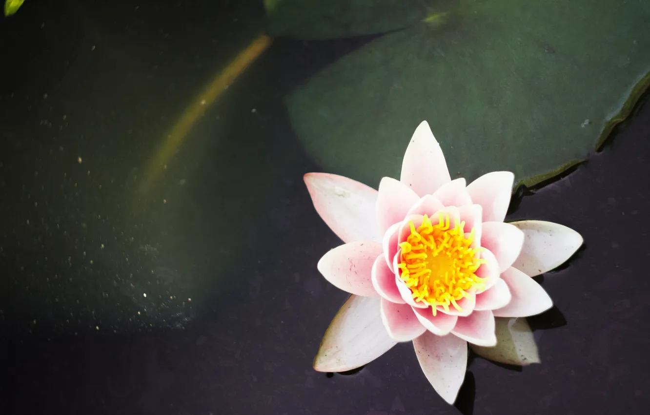 Photo wallpaper flower, life, sunset, sun, whater