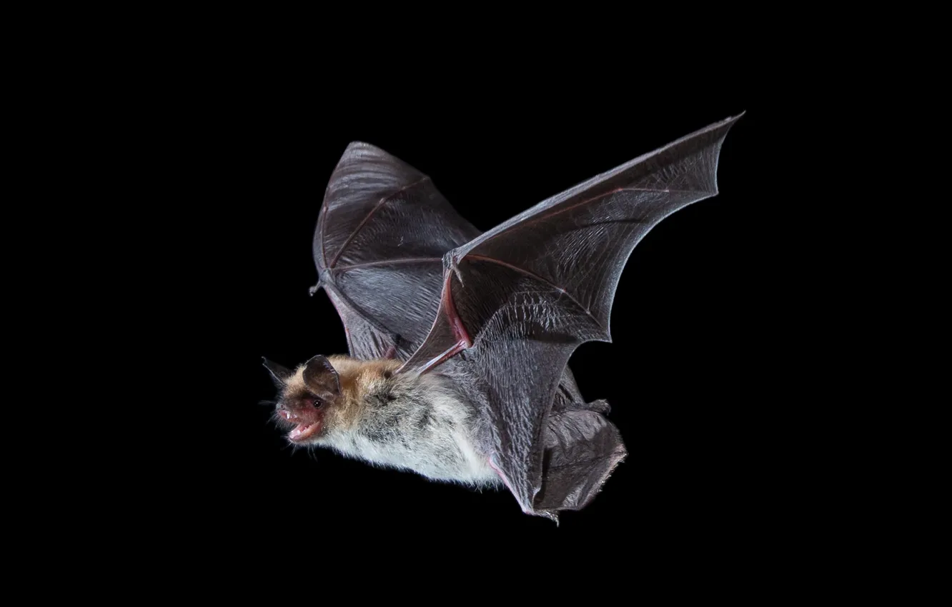 Photo wallpaper nature, bat, Fringed Myotis