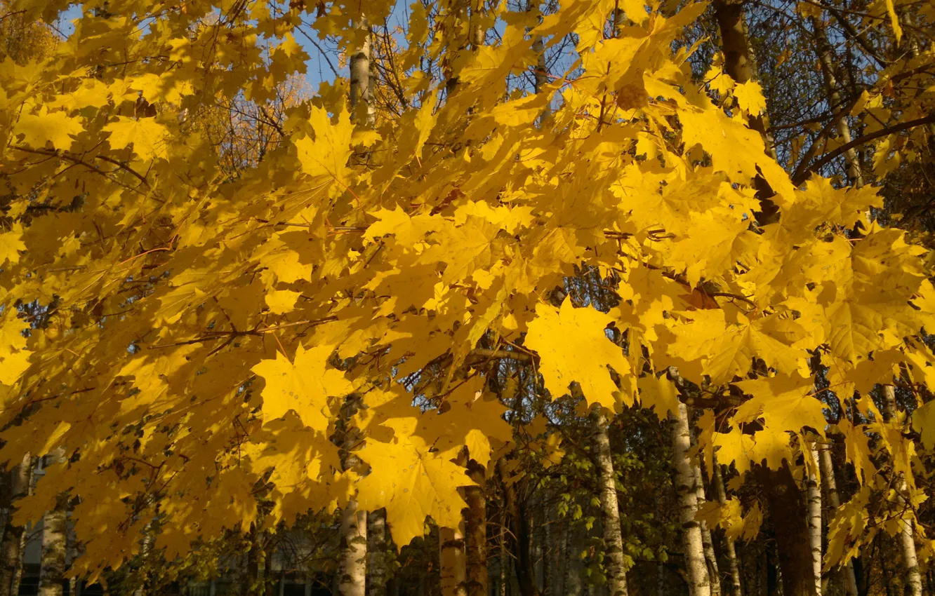 Photo wallpaper yellow leaves, maple branch, maple in autumn