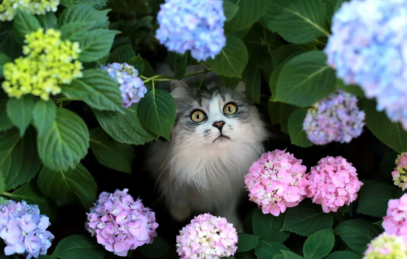 Photo wallpaper cat, cat, look, leaves, flowers, nature, pose, grey