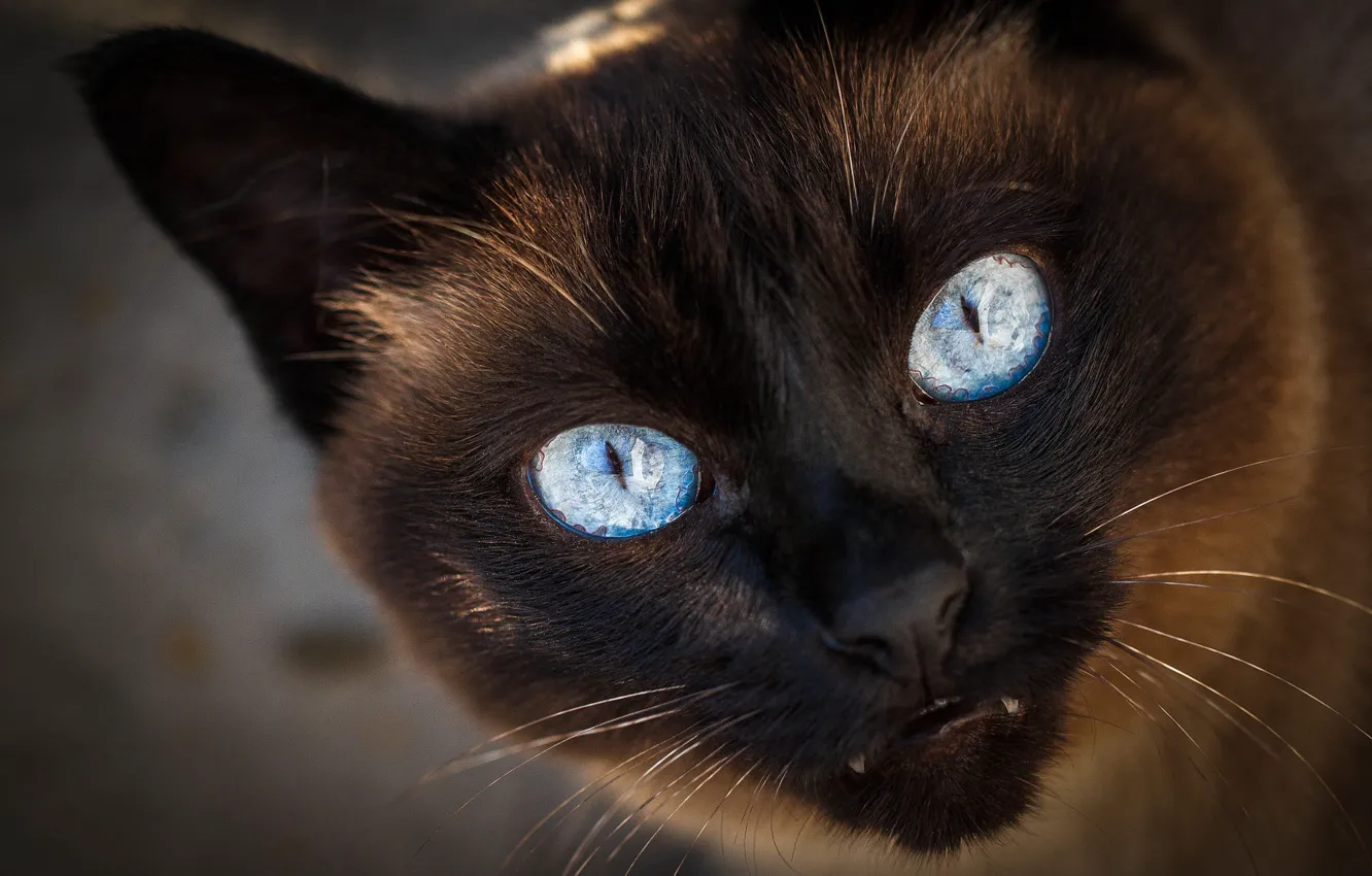 Photo wallpaper cat, cat, look, face, close-up, portrait, fangs, evil