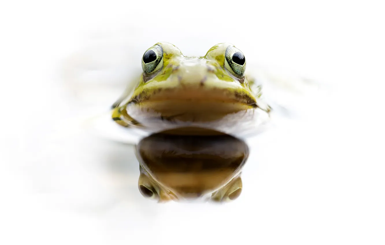 Photo wallpaper eyes, water, frog, head, amphibian