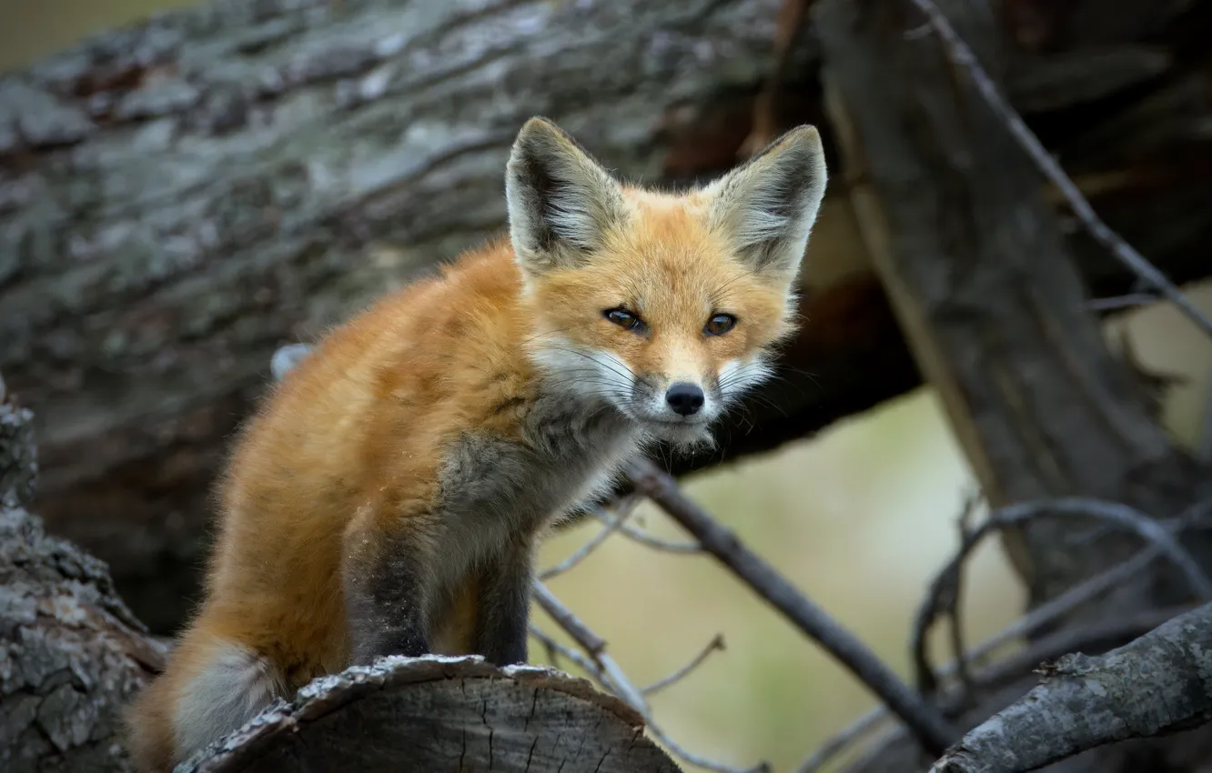 Photo wallpaper nature, background, Fox
