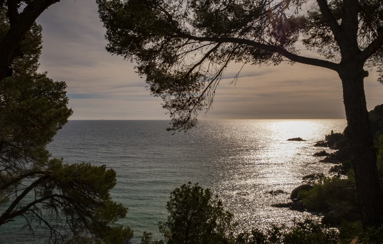 Photo wallpaper sea, water, trees