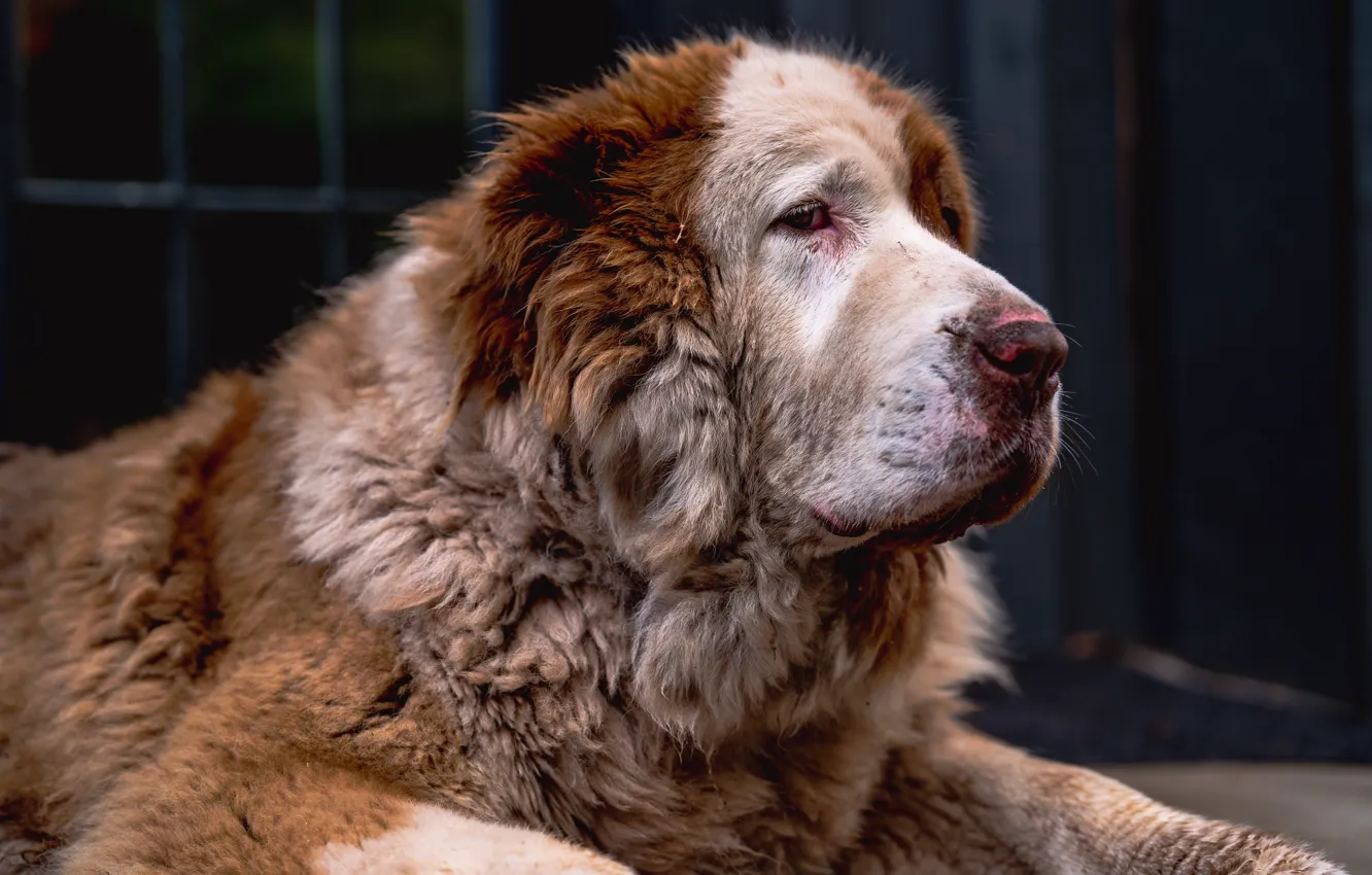 Photo wallpaper dog, old, animal, Old Friend