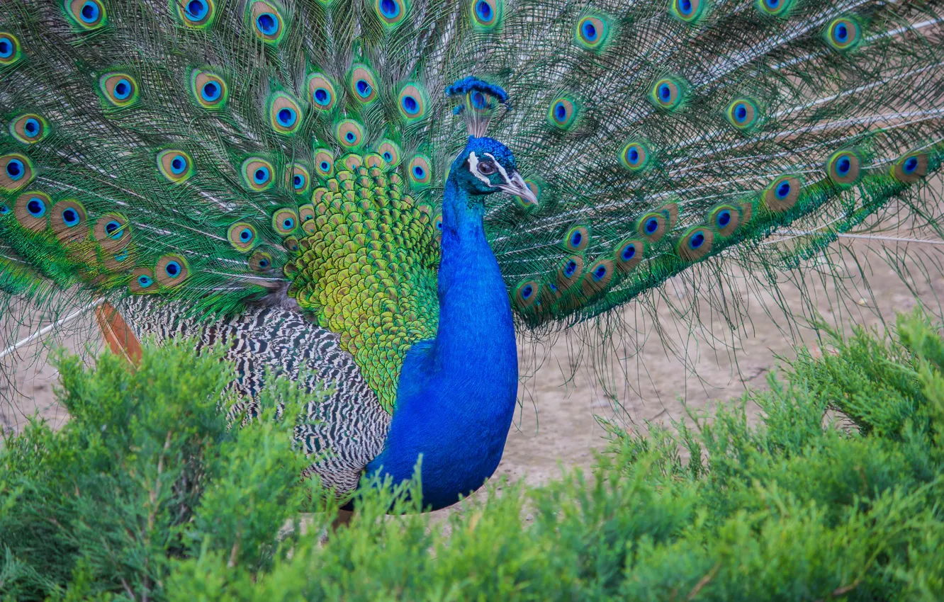 Photo wallpaper bird, tail, peacock, color