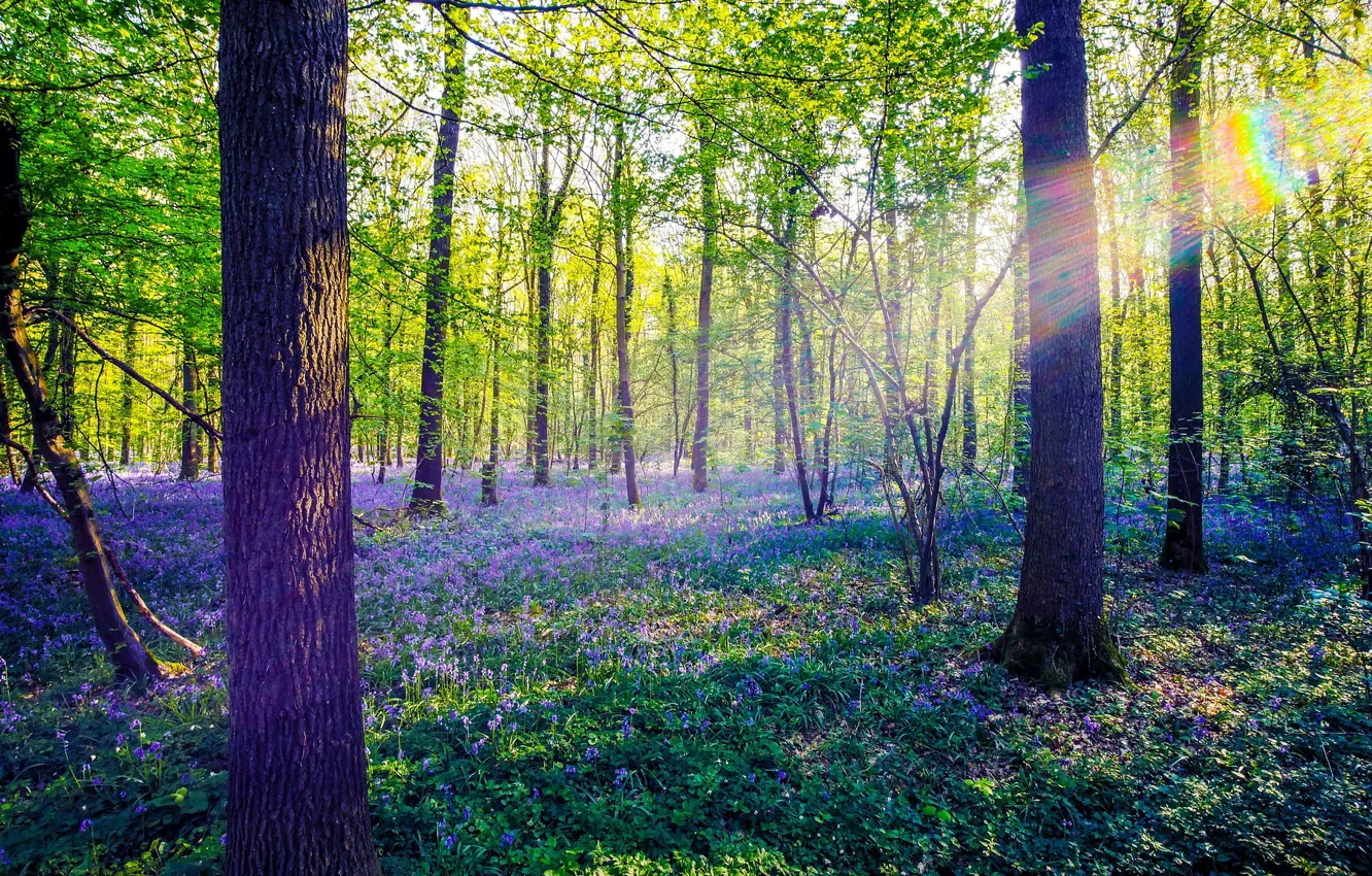 Photo wallpaper greens, forest, the sun, rays, light, trees, flowers, branches