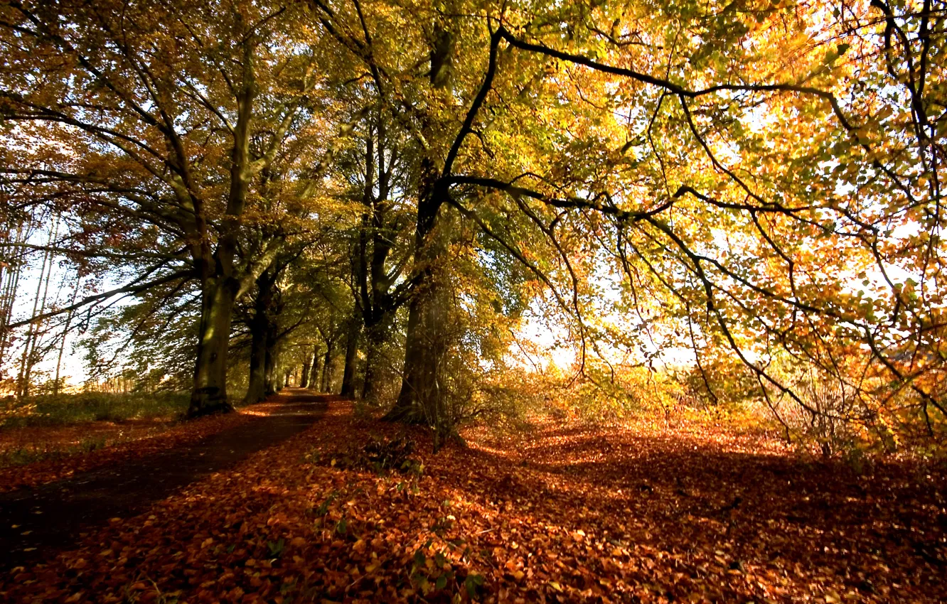 Photo wallpaper autumn, trees, foliage, Nature, colors, track, falling leaves, trees