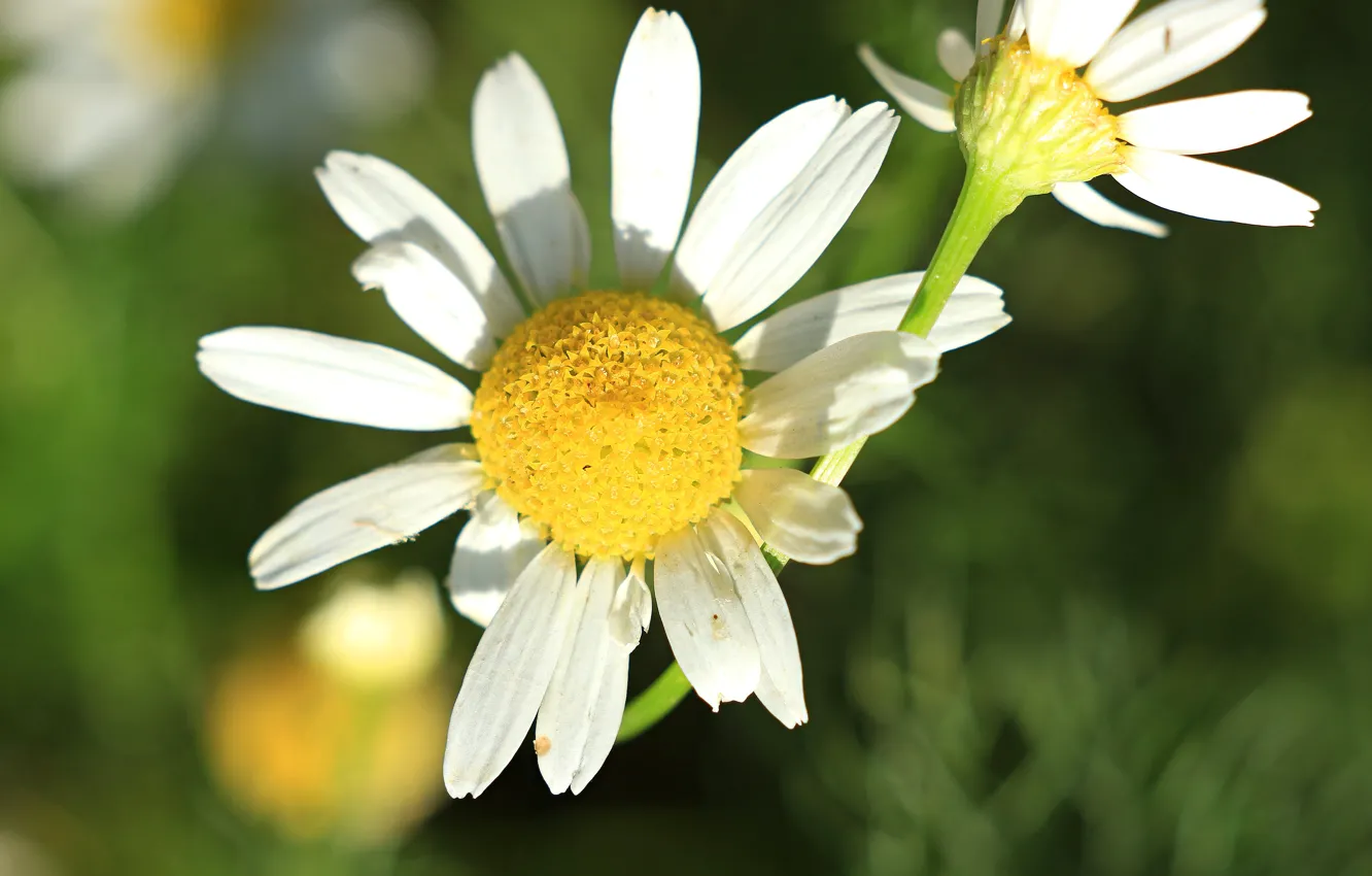 Photo wallpaper summer, chamomile, daylight, Daisy Wallpaper, Photos of flowers
