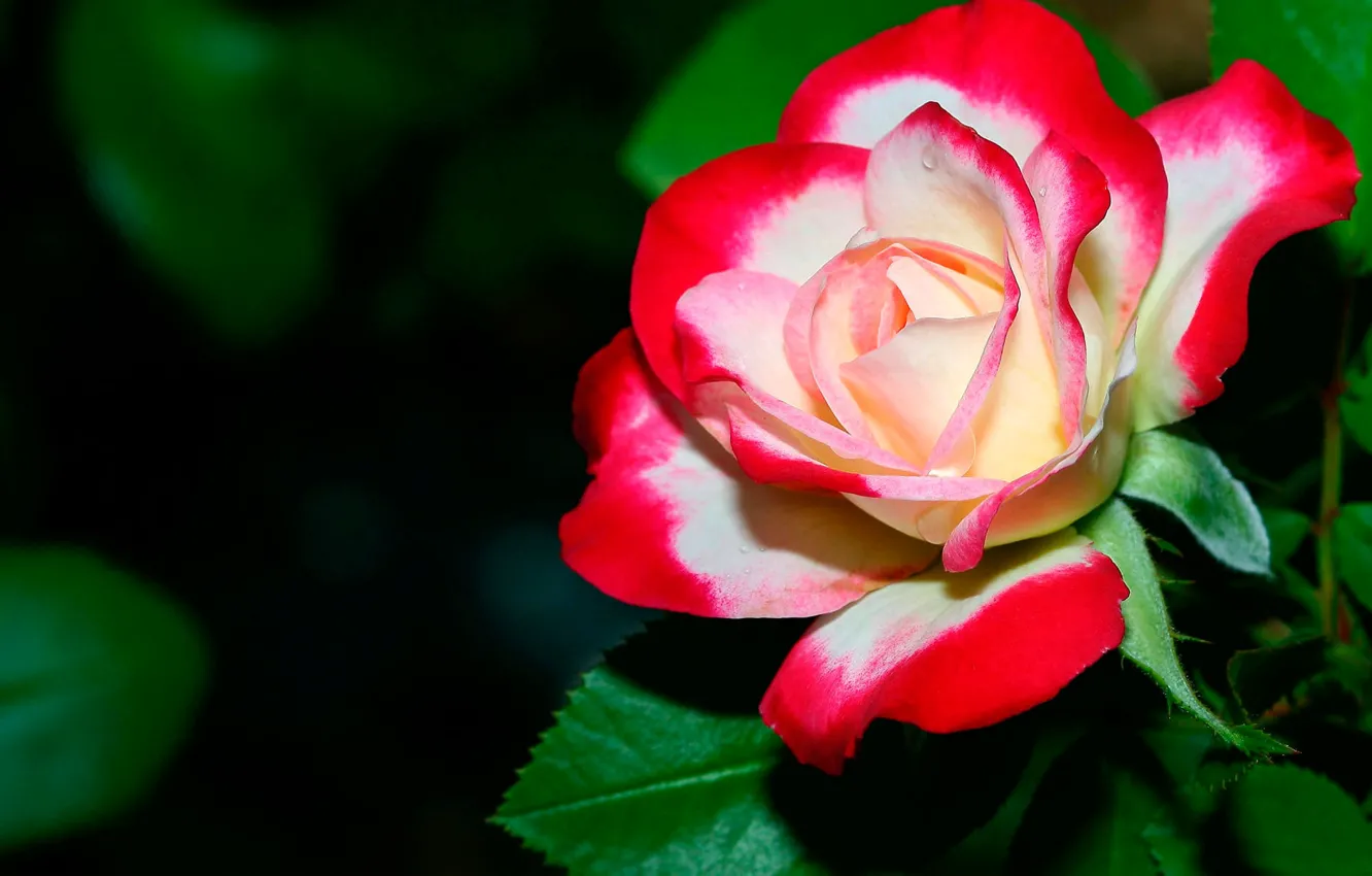 Photo wallpaper flower, leaves, flowers, nature, rose, petals, Bud, red