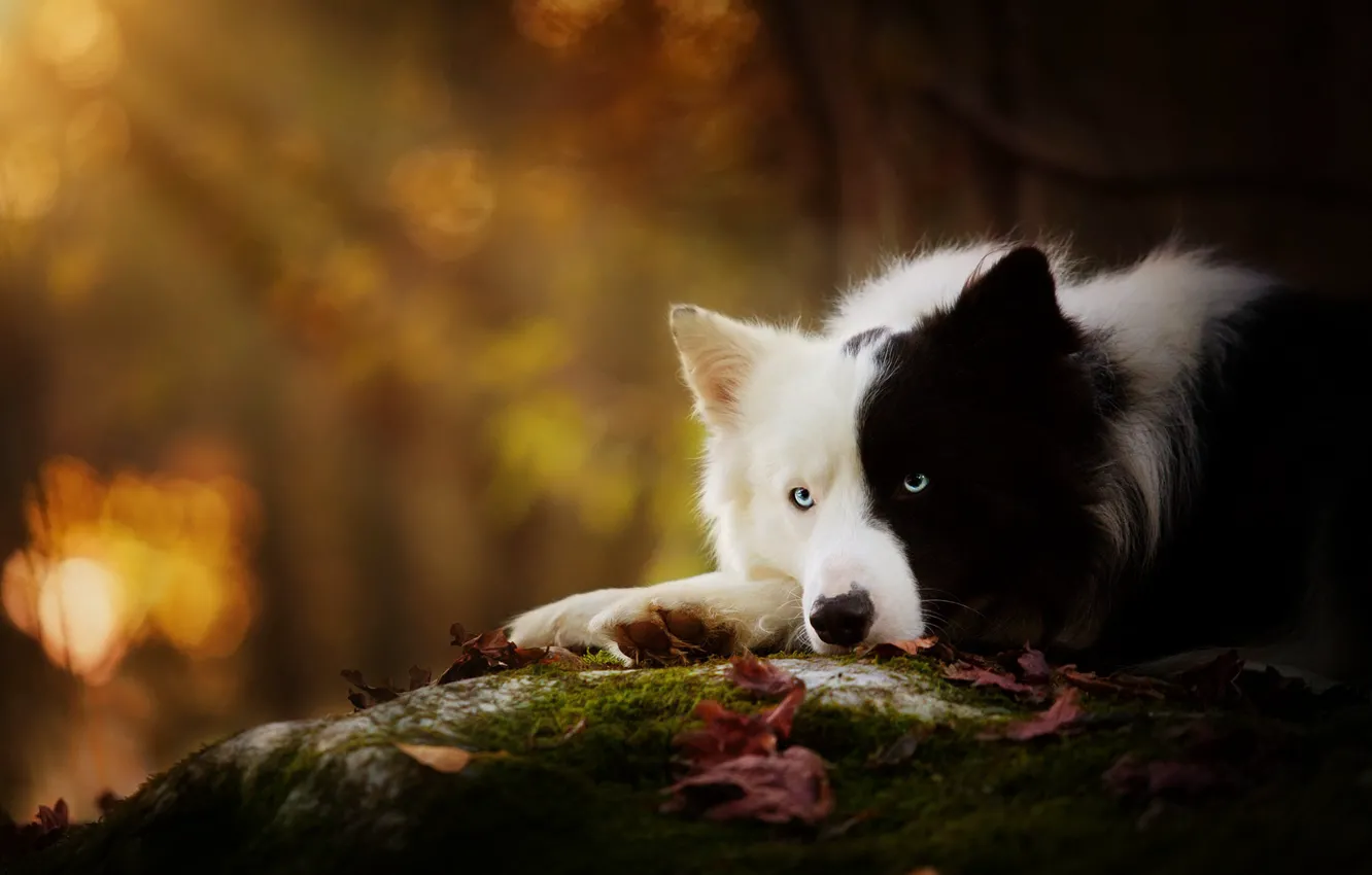 Photo wallpaper autumn, leaves, light, nature, black and white, dog, lies, bokeh