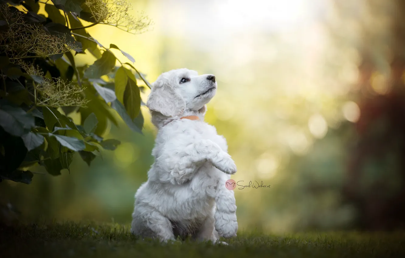 Photo wallpaper summer, nature, dog