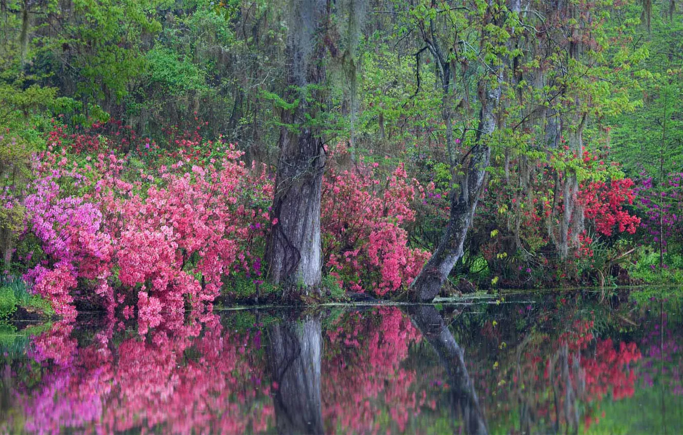 Photo wallpaper South Carolina, USA, flowering, asule, Magnolia Plantation and Gardens