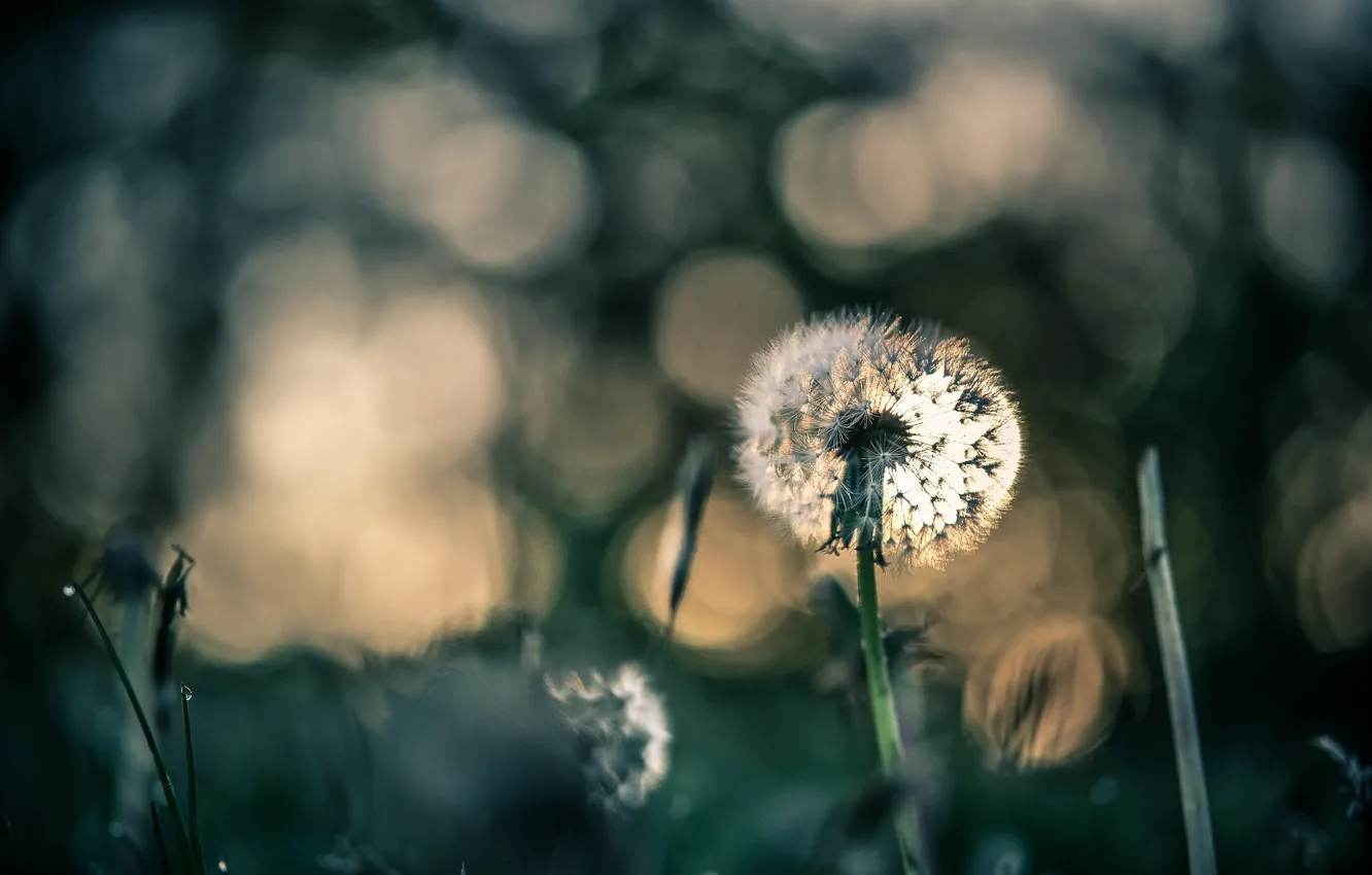 Photo wallpaper light, flowers, dandelion