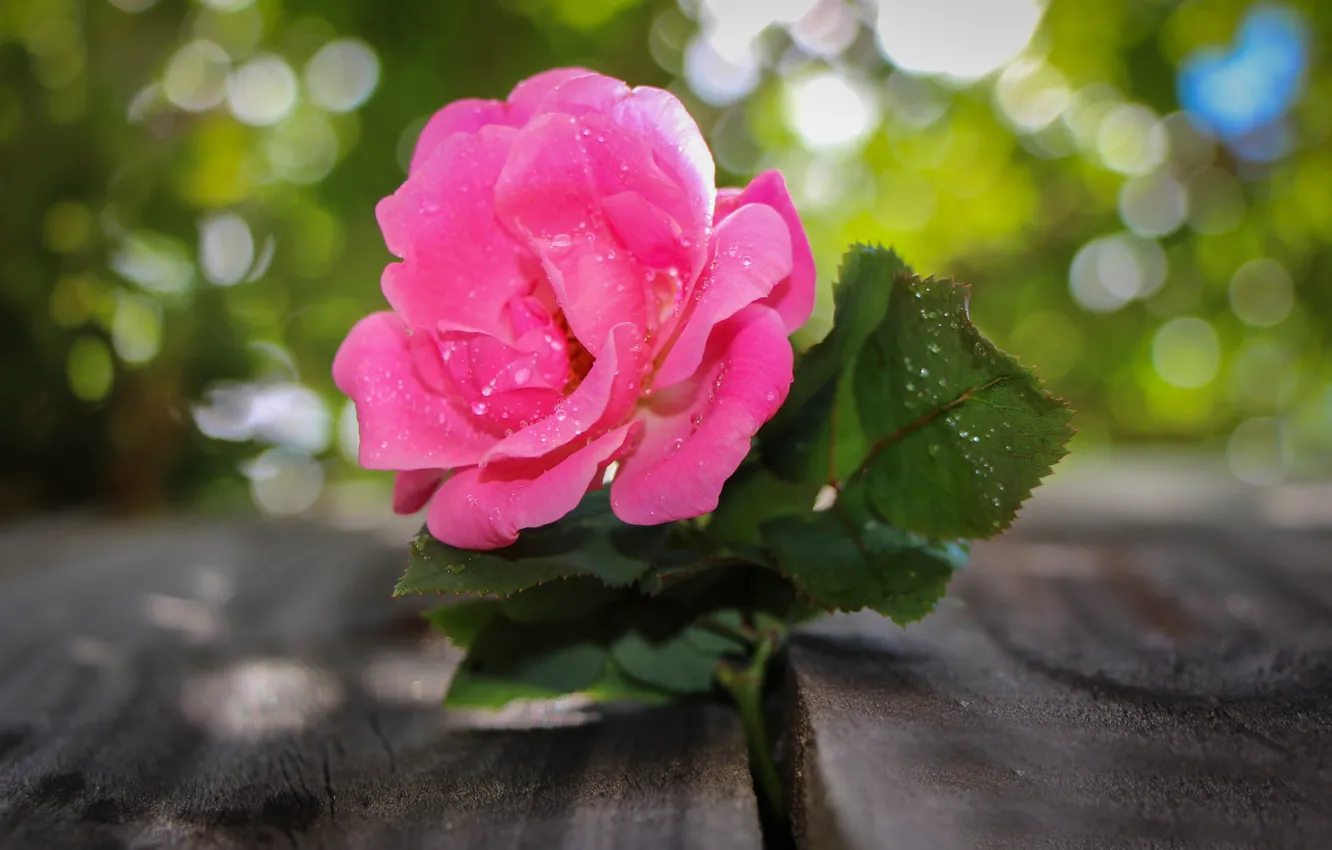 Photo wallpaper water, drops, flowers, Board, roses, bokeh