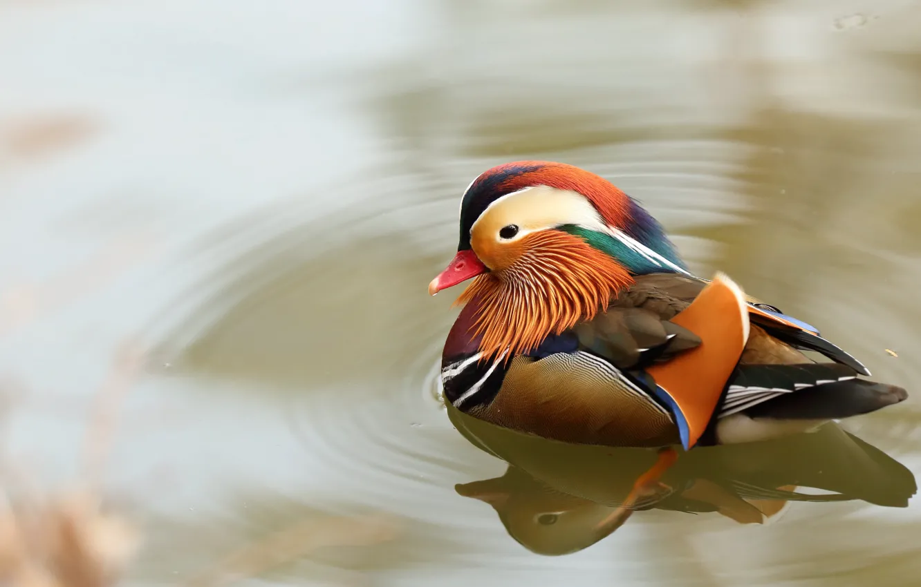 Photo wallpaper bird, duck, pond, bright plumage, tangerine