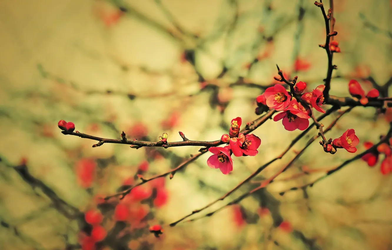 Photo wallpaper flowers, branches, Spring, kidney