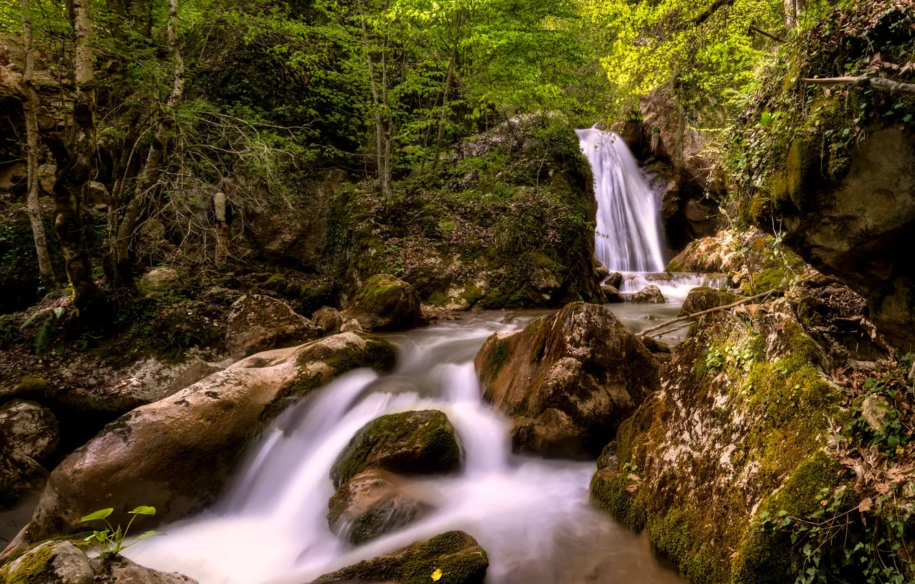 Photo wallpaper greens, forest, trees, branches, stones, thickets, shore, waterfall