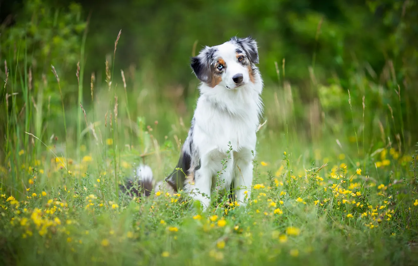 Photo wallpaper greens, summer, grass, look, face, flowers, yellow, nature