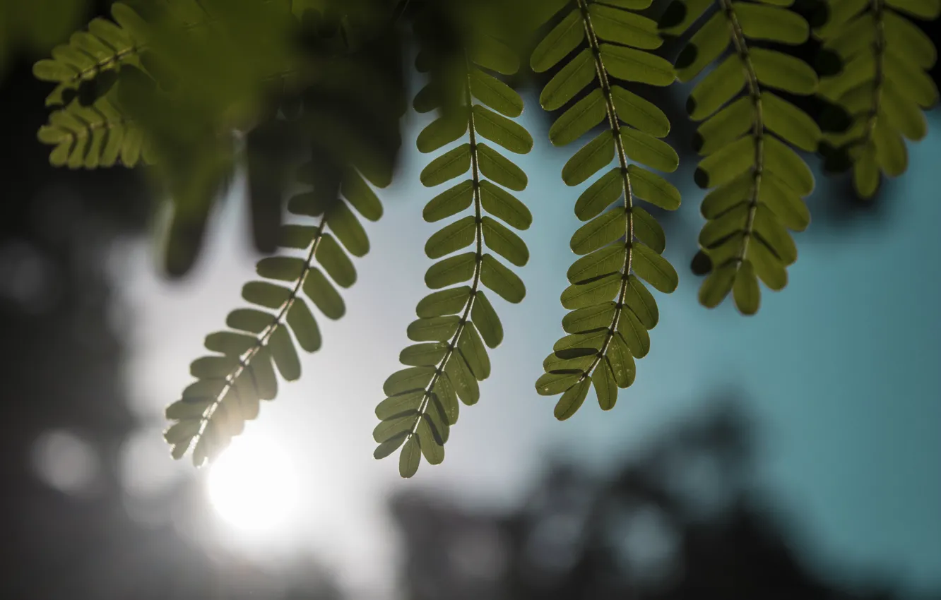 Photo wallpaper greens, leaves, leaf, plant, leaves, leaf, flora, by Ashutosh Sonwani