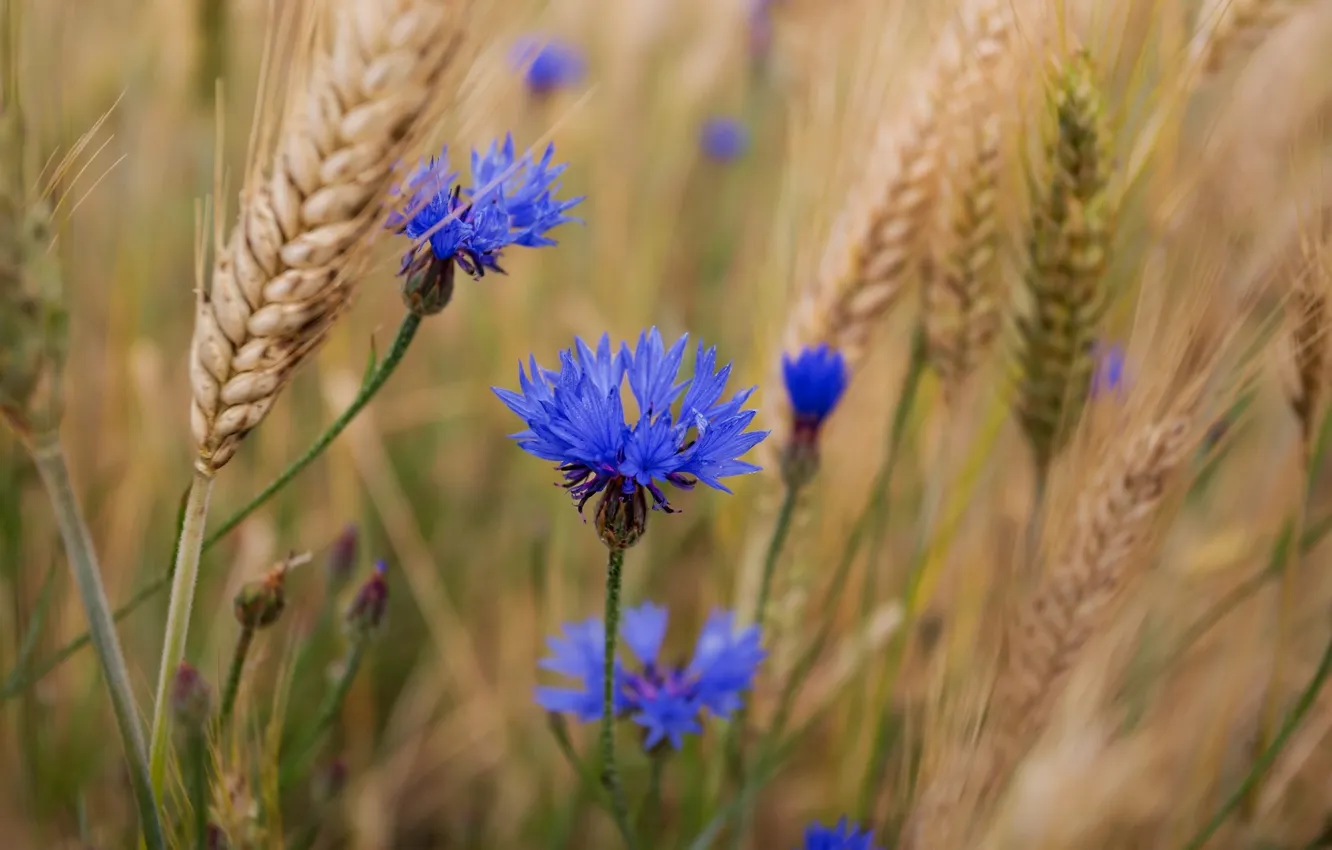 Photo wallpaper wheat, summer, flowers, blue, Vasiliki