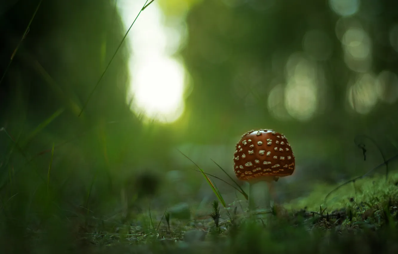 Photo wallpaper forest, grass, macro, glare, mushrooms, focus, blur, mushroom