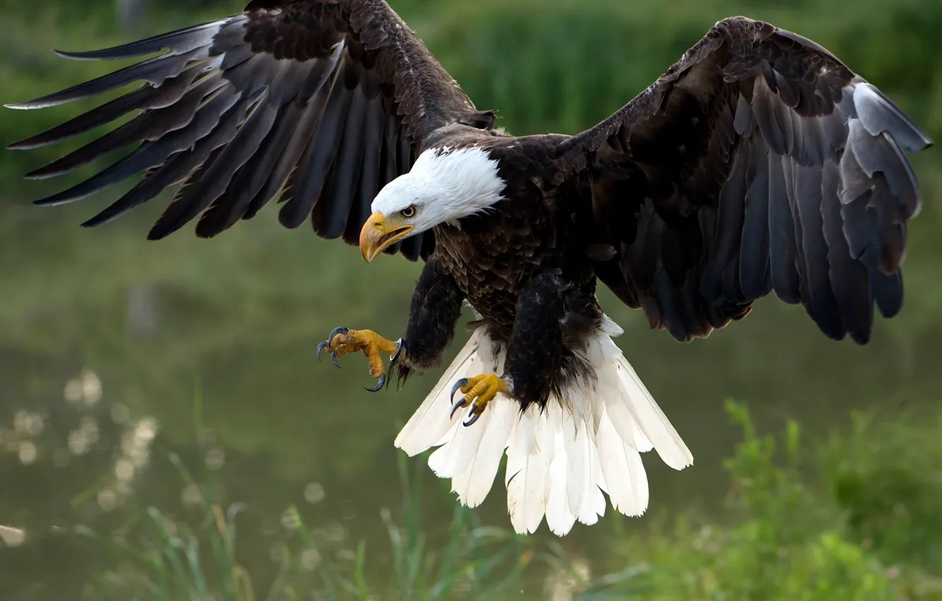 Photo wallpaper bird, wings, predator, hawk, Bald eagle
