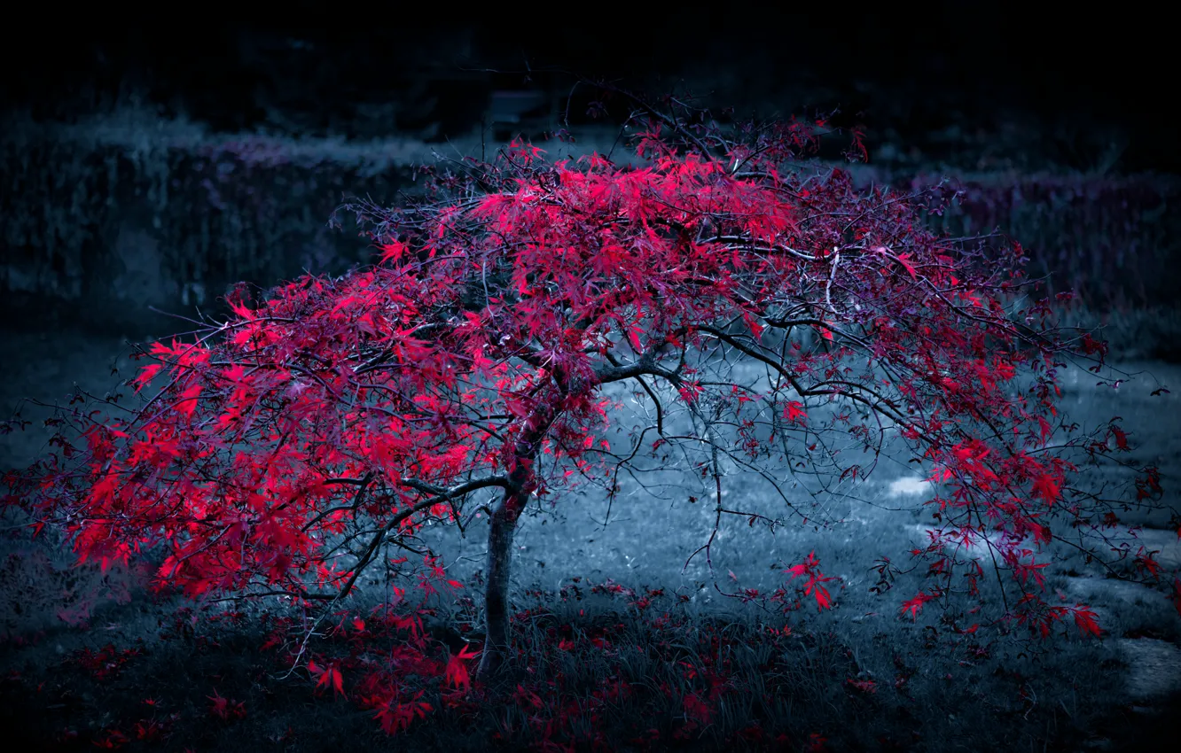 Photo wallpaper autumn, leaves, light, fog, tree, the crimson