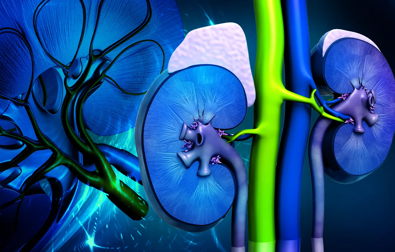 Photo wallpaper colors, body, Kidney
