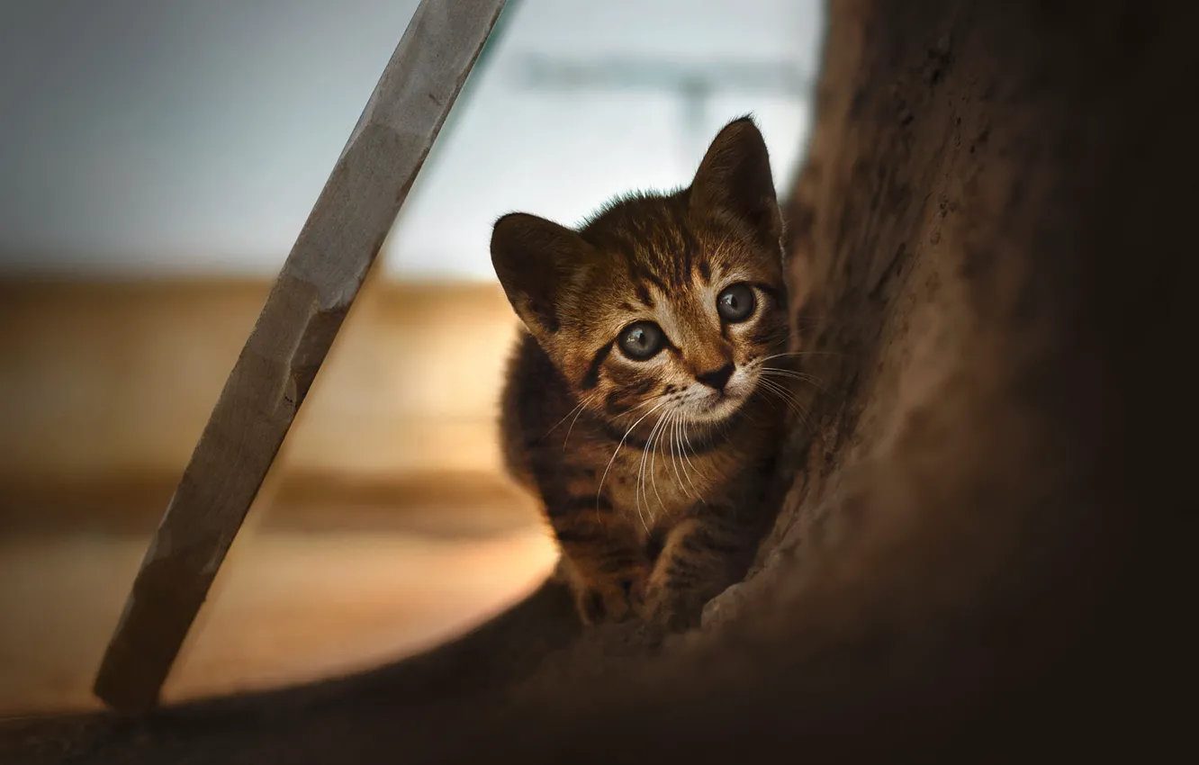 Photo wallpaper cat, look, trees, grey, background, Board, baby, kitty