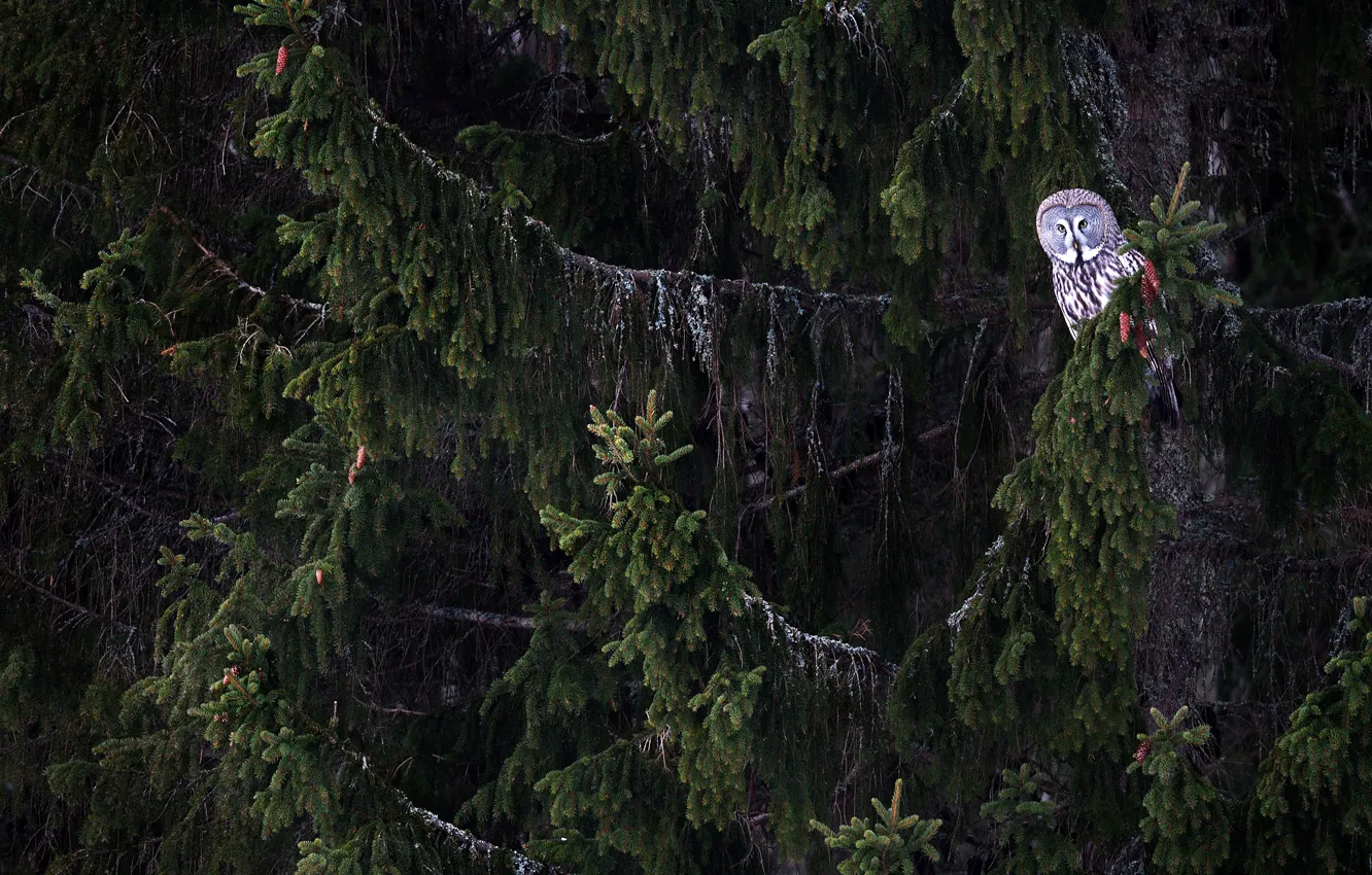 Photo wallpaper owl, coniferous, trees, bird, branches, forest