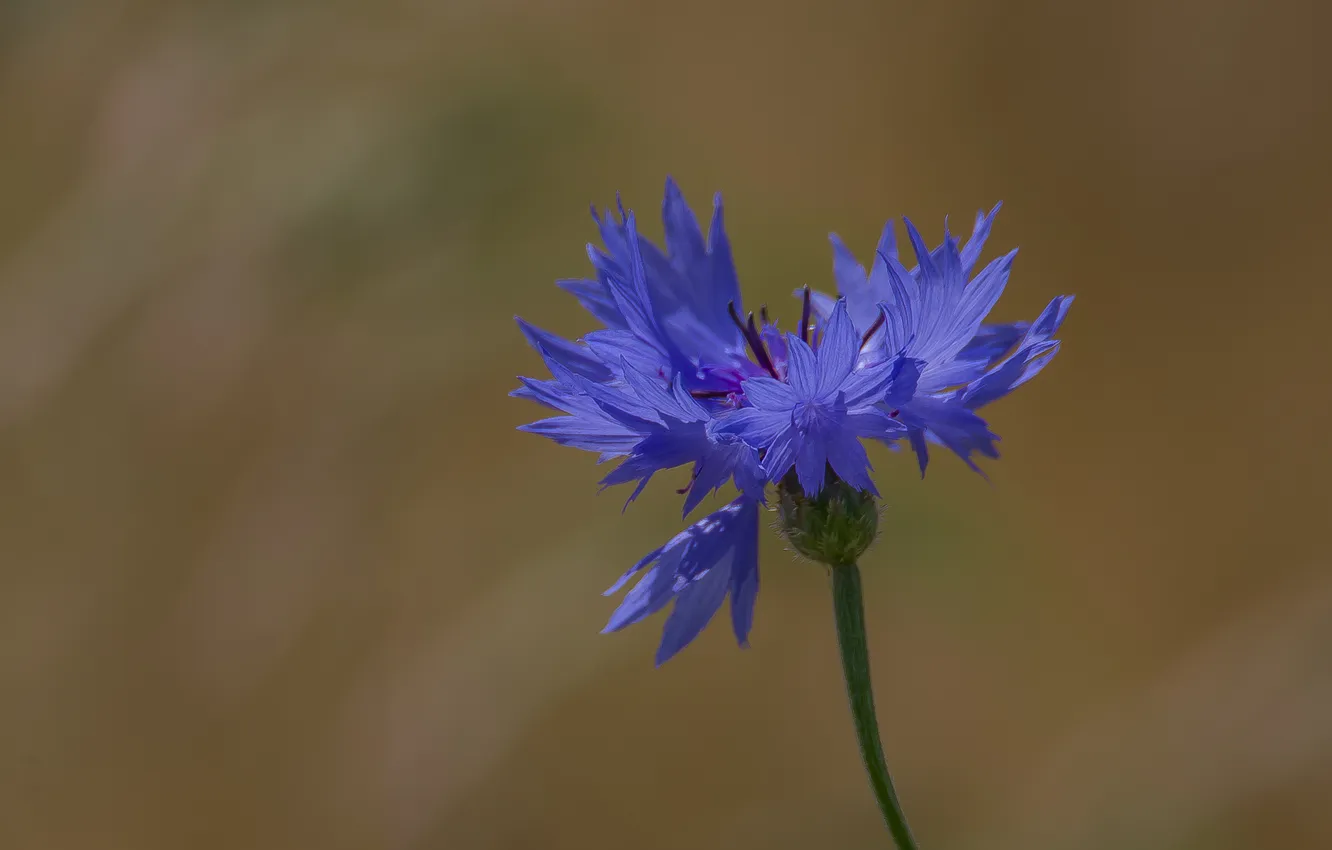 Photo wallpaper macro, flowers, nature, cornflowers