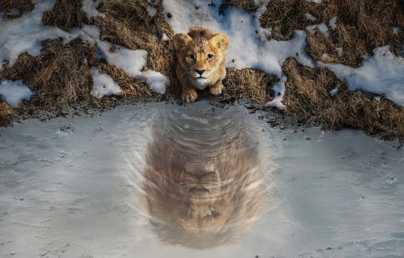 Photo wallpaper water, Grow, The Lion, Mufasa