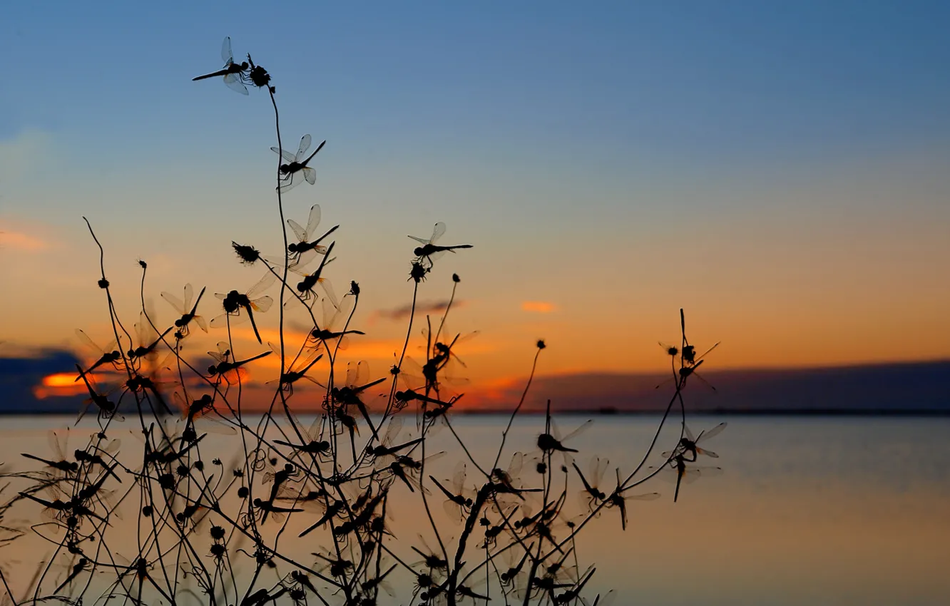 Photo wallpaper the sky, sunset, mountains, lake, plant, dragonfly, insect