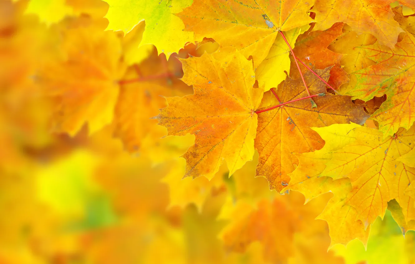 Photo wallpaper autumn, leaves, bokeh