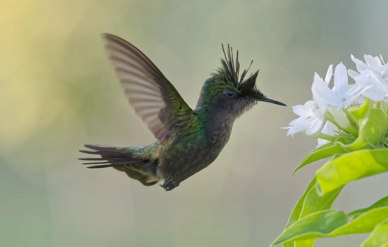 Photo wallpaper flight, flowers, bird, Hummingbird