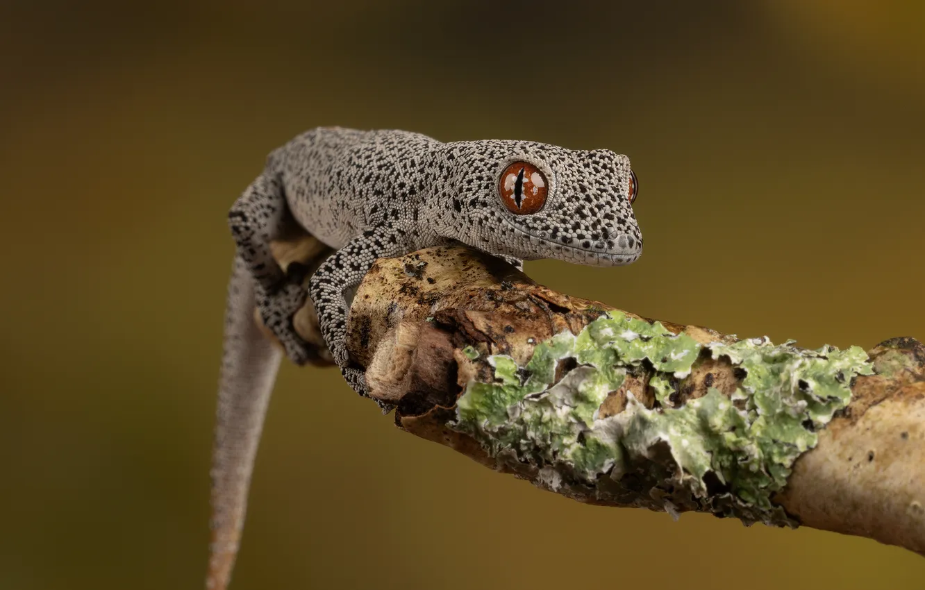 Photo wallpaper eye, reptile, scales