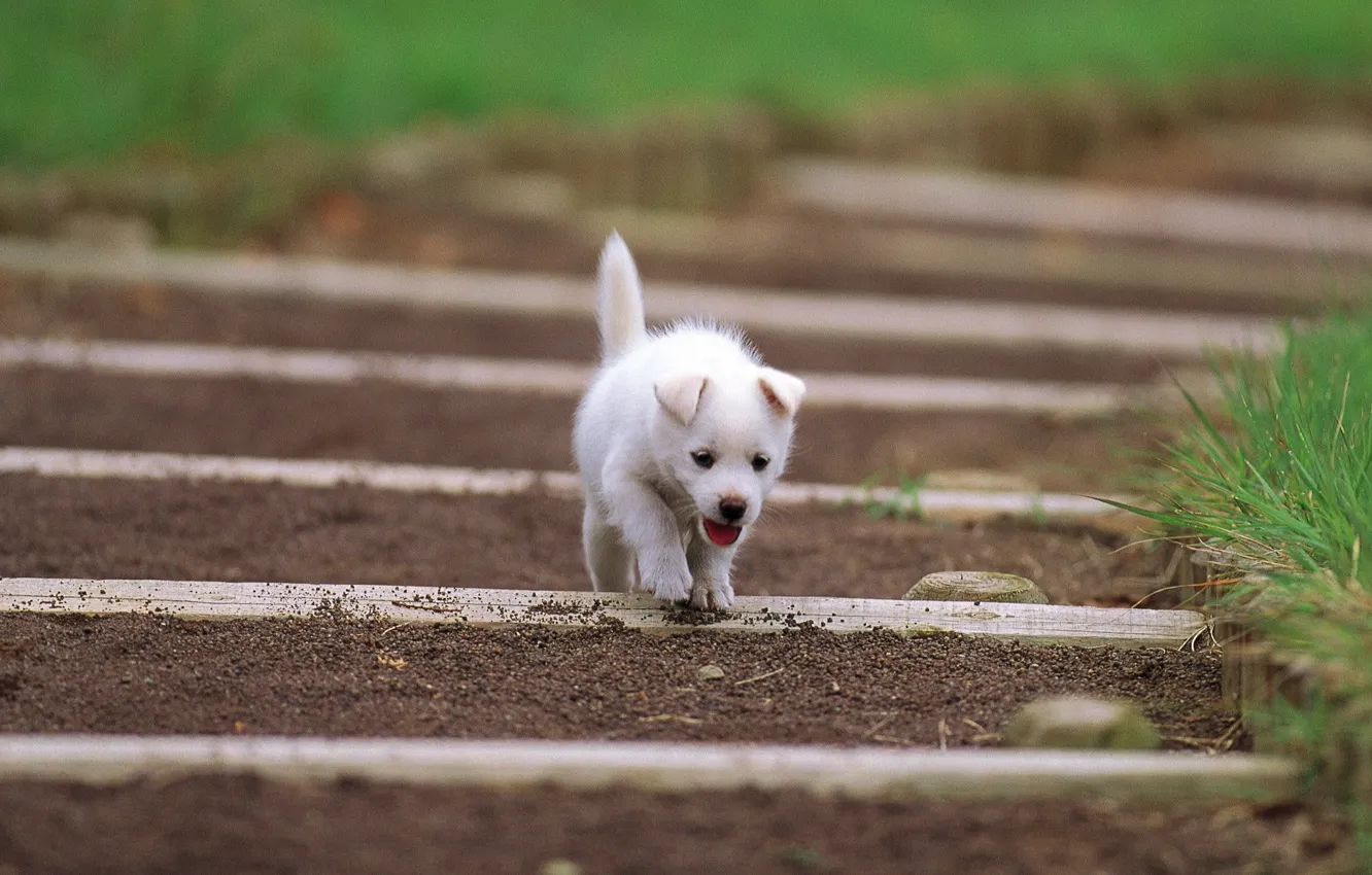 Photo wallpaper white, puppy, ears