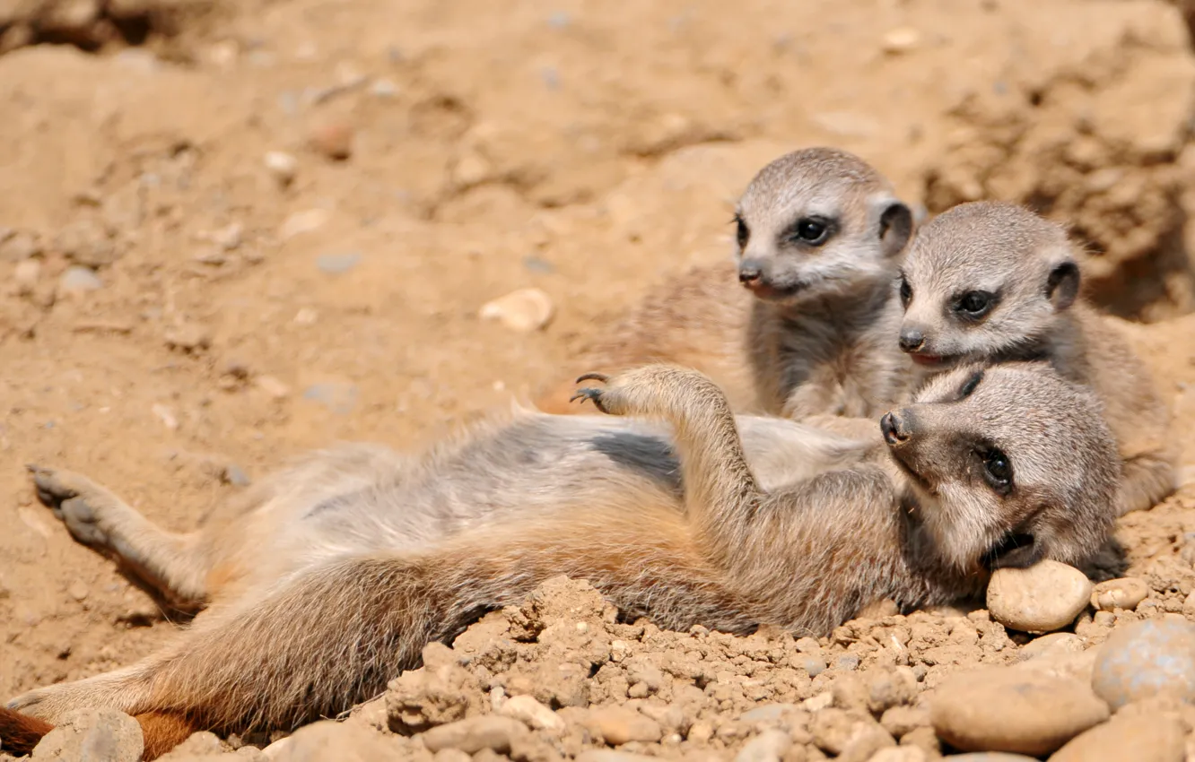 Photo wallpaper meerkats, family, rodent