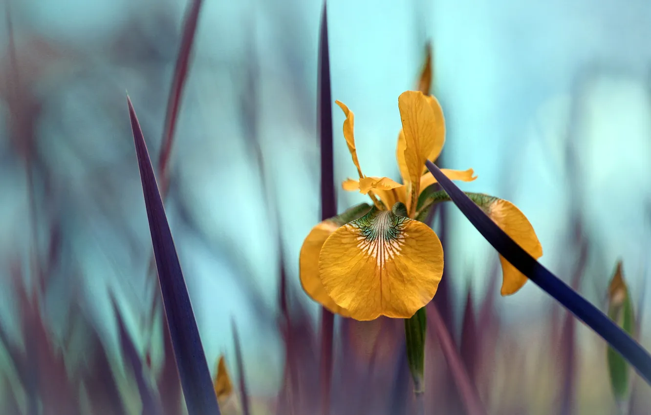 Photo wallpaper leaves, flowers, yellow, bokeh, iris