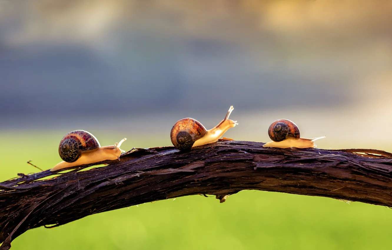 Photo wallpaper macro, light, branches, bridge, green, background, snail, three