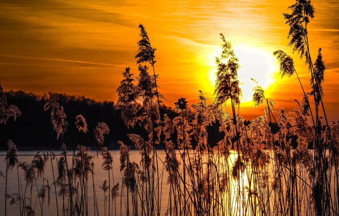 Photo wallpaper grass, the sun, sunset, river