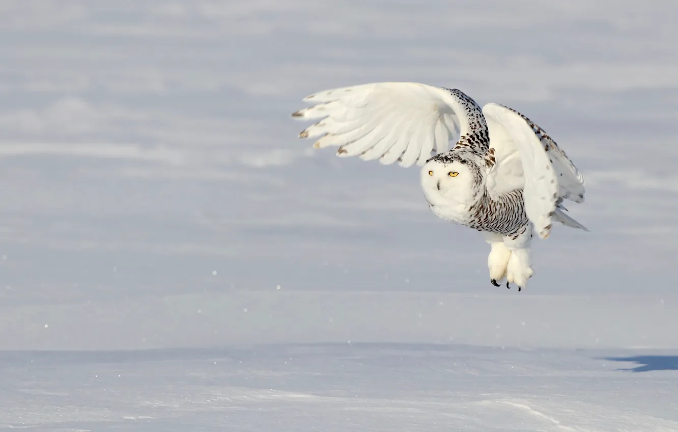 Photo wallpaper winter, field, white, snow, flight, nature, background, owl