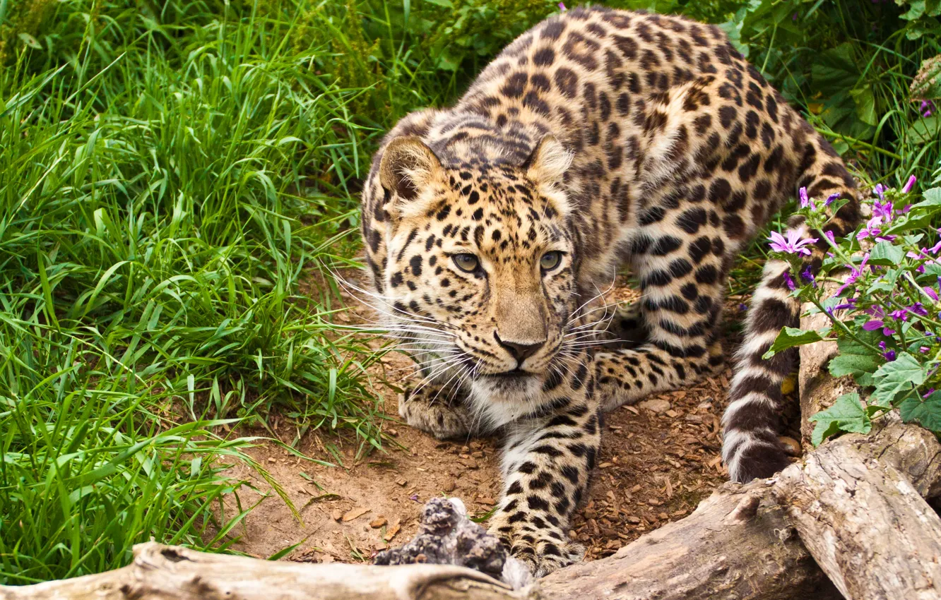 Photo wallpaper cat, grass, look, flowers, leopard, snag, the Amur leopard